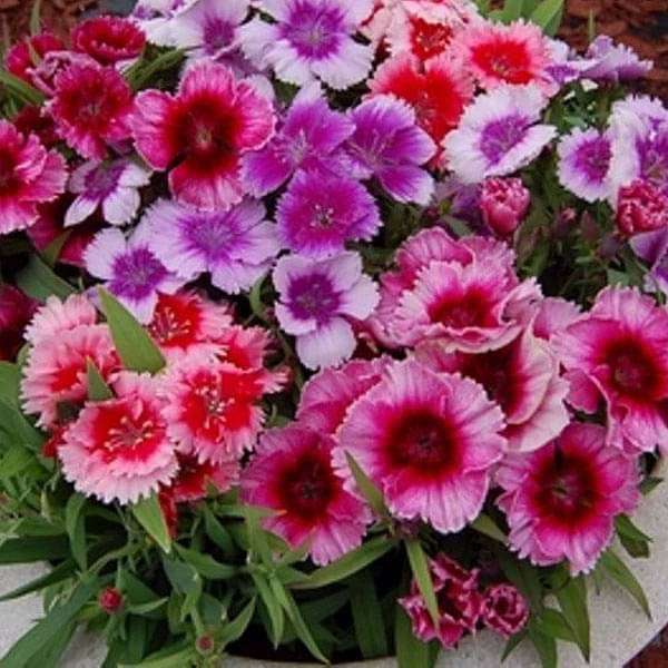 Dianthus Baby Doll Mixed Color - Flower Seeds