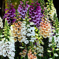 Digitalis purpurea, Common Foxglove Mixed Color - Flower Seeds