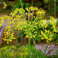 Dill Imported Soya - Herb Seeds