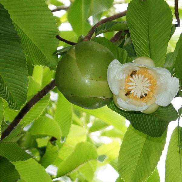 Dillenia Indica, Elephant Apple - 0.5 kg Seeds