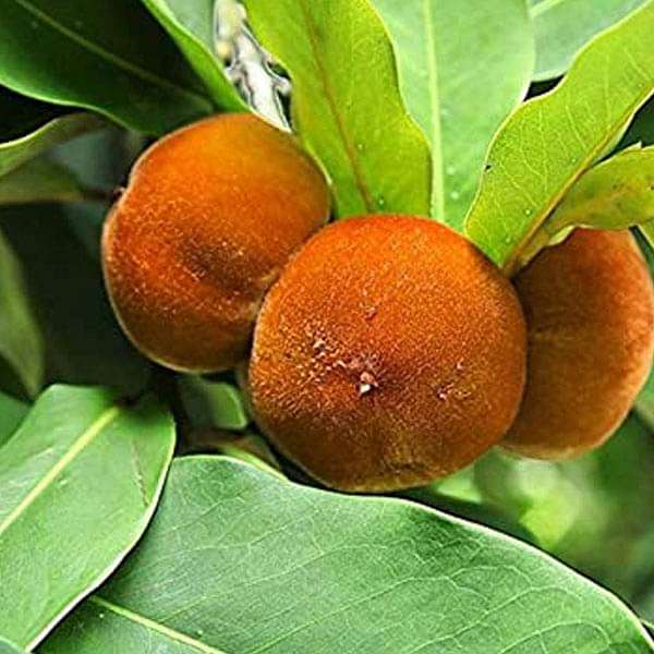 Diospyros Melanoxylon, Tendu - 0.5 kg Seeds
