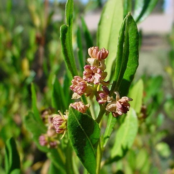 Dodonaea Viscosa, Hopbush - 0.5 kg Seeds