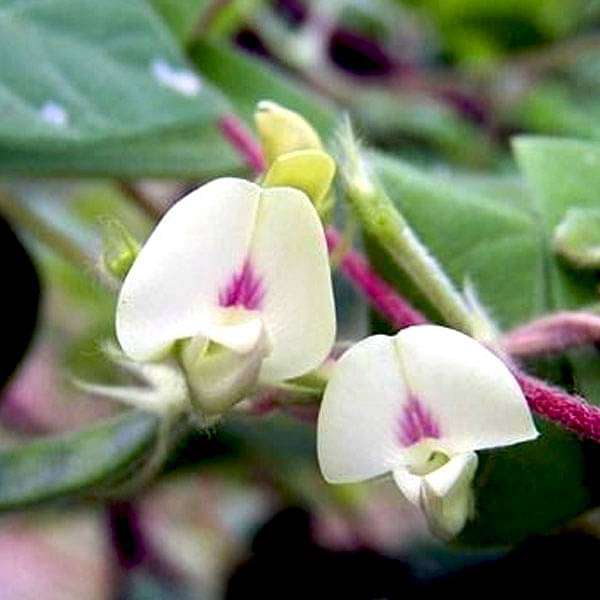 Dolichos Biflorus, Horsegram - 0.5 kg Seeds