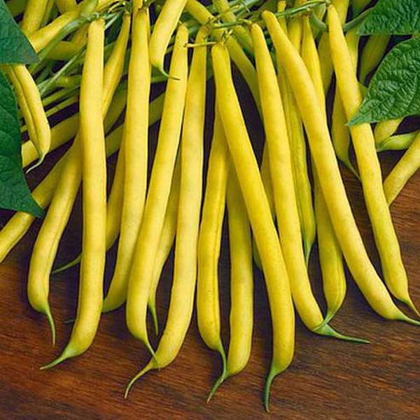 Dwarf Bean Golden Teepee - Vegetable Seeds