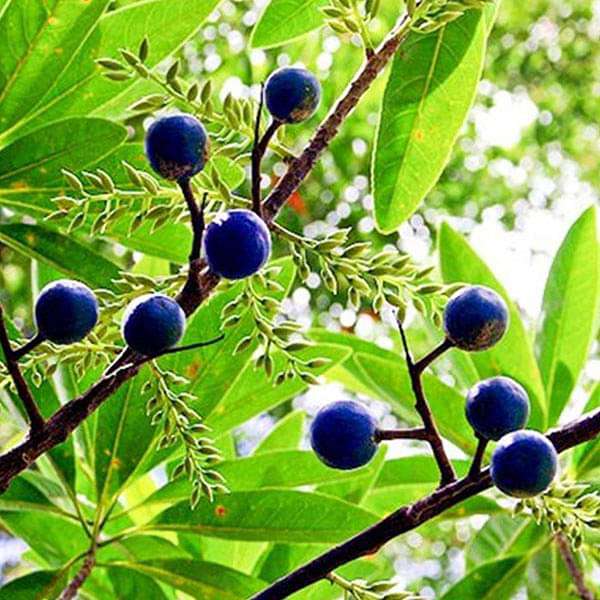 Elaeocarpus Ganitrus, Rudraksha - 0.5 kg Seeds