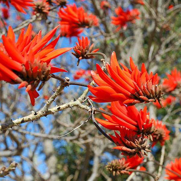 Erythrina Indica, Coral Tree - 0.5 kg Seeds