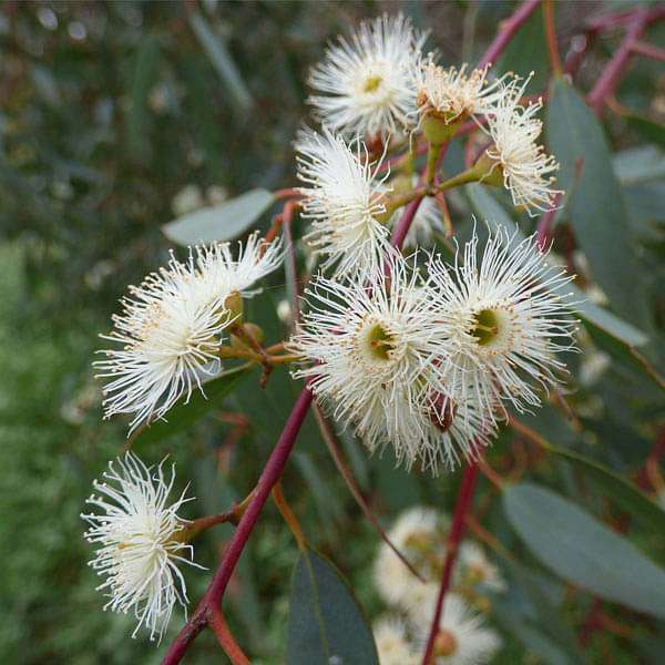 Eucalyptus Camaldulensis, River Red Gum - 0.5 kg Seeds