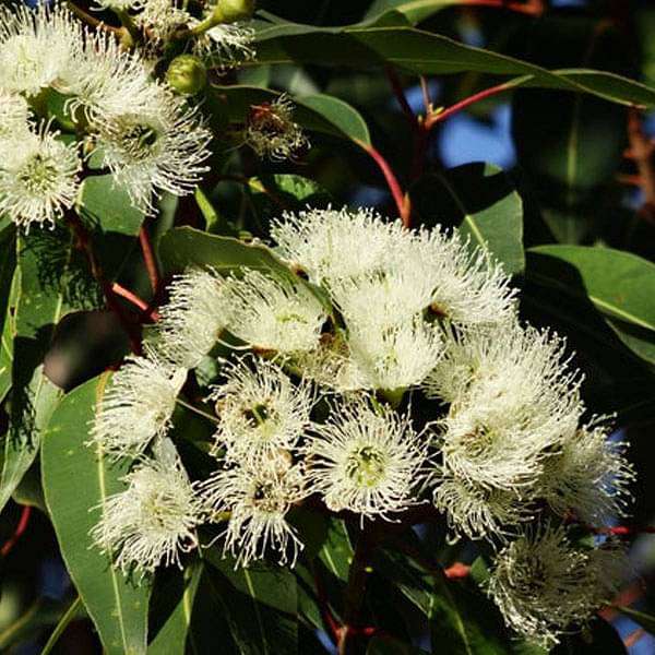 Eucalyptus Citriodora, Lemon Eucalyptus - 0.5 kg Seeds