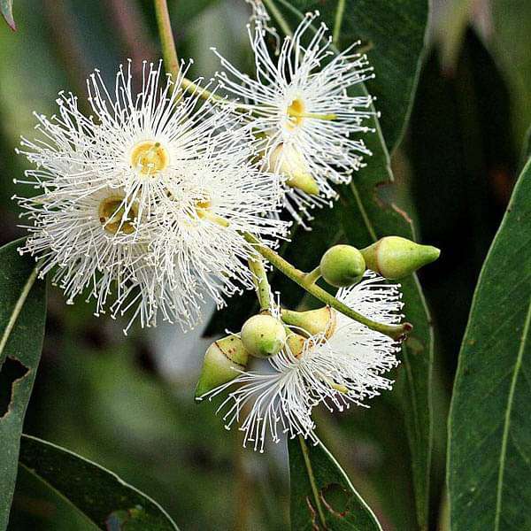 Eucalyptus Grandis, Rose Gum - 0.5 kg Seeds