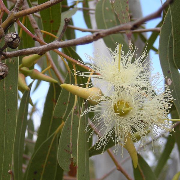 Eucalyptus Hybrid - 0.5 kg Seeds