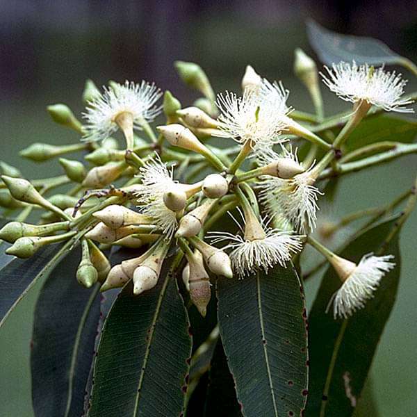 Eucalyptus Pellita, Red Maghogany- 0.5 kg Seeds
