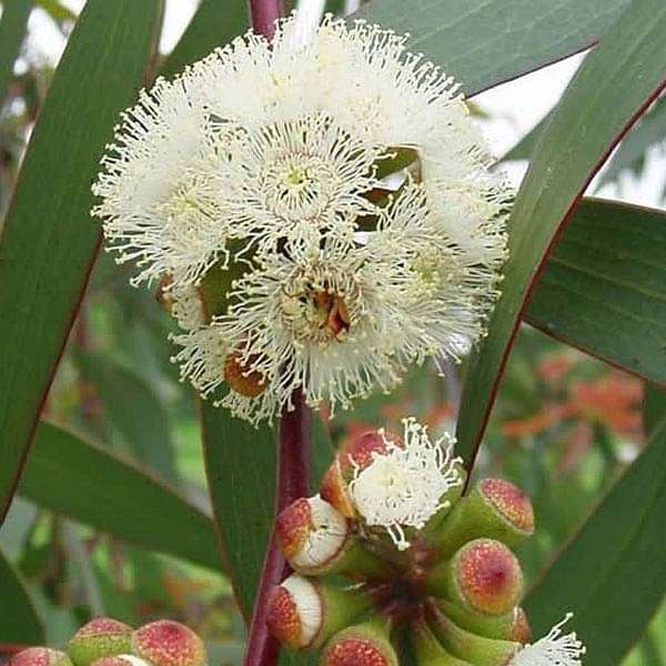 Eucalyptus Pilularis, Blackbutt - 0.5 kg Seeds