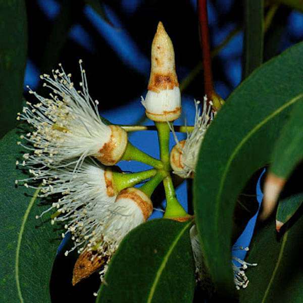 Eucalyptus Tereticornis, Forest Red Gum - 0.5 kg Seeds