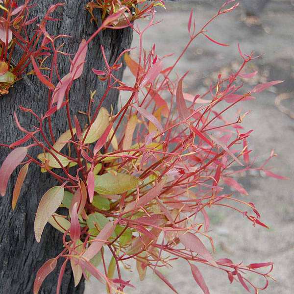 Eucalyptus Urograndis, Urograndis - 0.5 kg Seeds