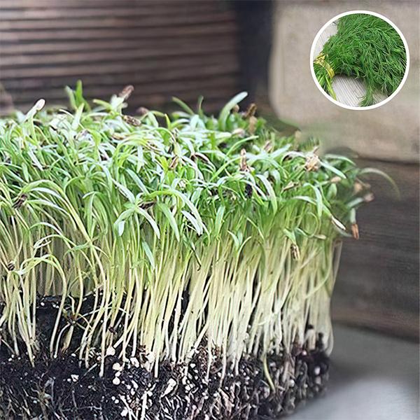 Fennel Imported Leaf - Microgreen Seeds