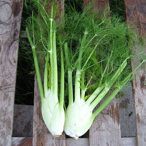 Fennel Imported Sweet - Herb Seeds