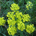 Fennel Wild Common - Herb Seeds