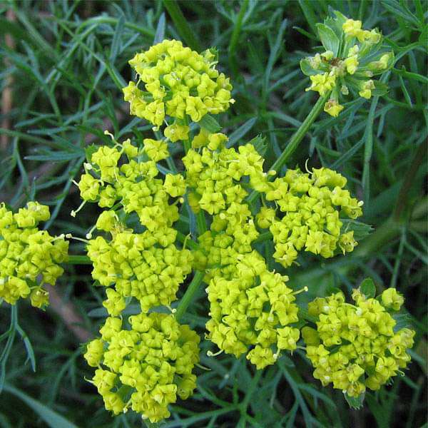 Fennel Wild Common - Herb Seeds