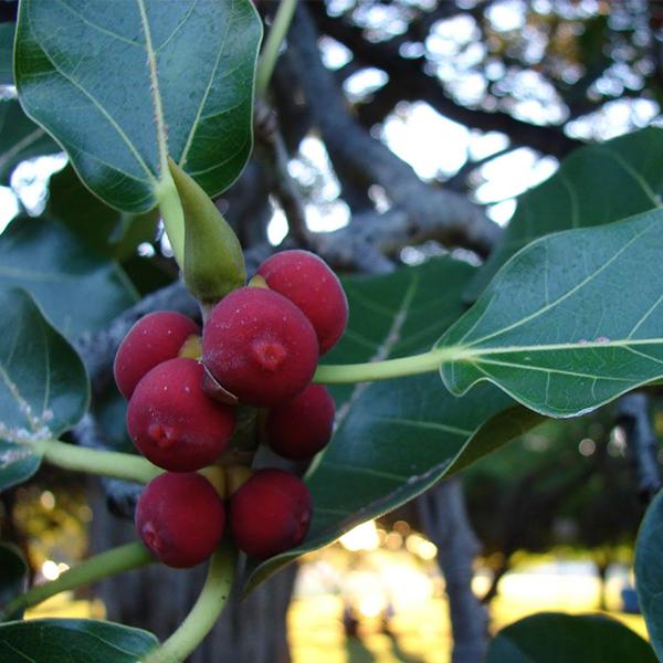 Ficus Benghalensis, Indian Banyan, Vat Vriksha - 0.5 kg Seeds