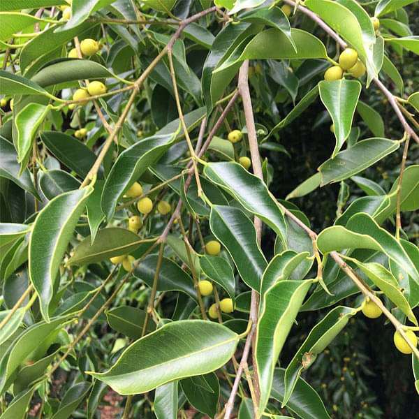 Ficus Benjamina, Weeping Fig - 0.5 kg Seeds