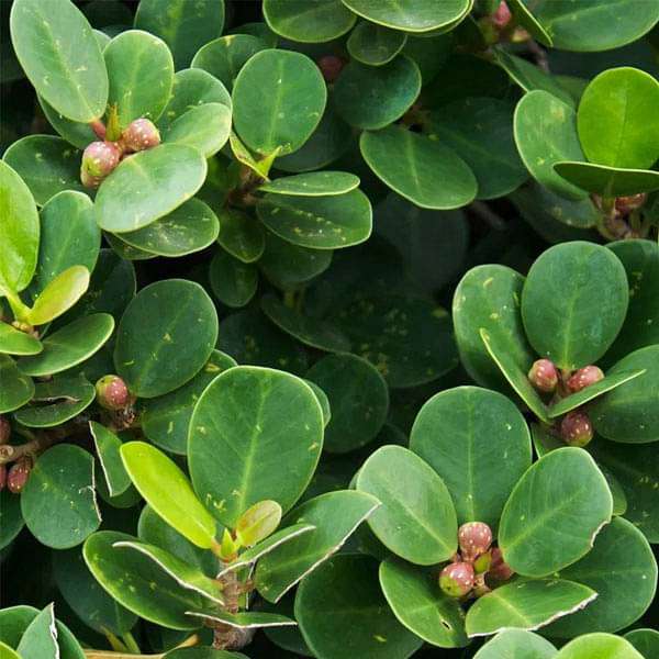 Ficus Retusa, Tiger Bark Ficus - 0.5 kg Seeds