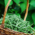France Beans Hybrid Selection, French Beans - Vegetable Seeds