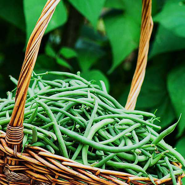 France Beans Hybrid Selection, French Beans - Vegetable Seeds