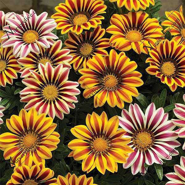 Gazania Hybrid Mixed Color - Flower Seeds