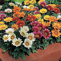 Gazania Sun Shine Mixed Color - Flower Seeds