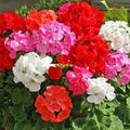 Geranium Pacific Mixed Color - Flower Seeds