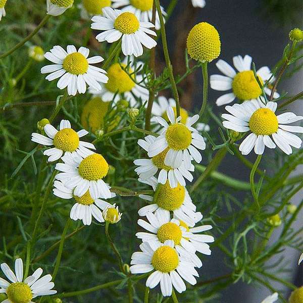 German Chamomile - Herb Seeds