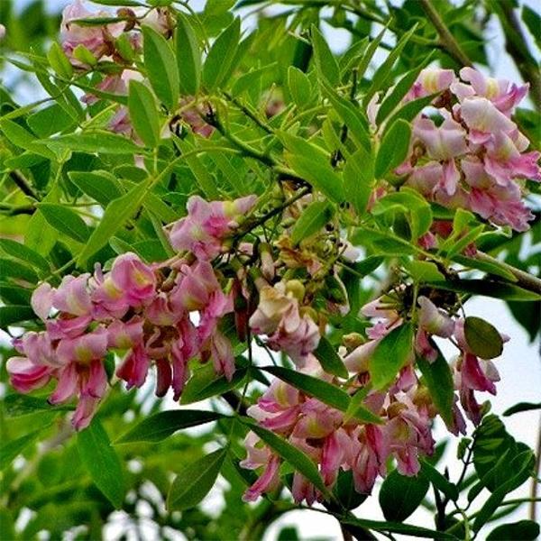 Gliricidia Maculata, Gliricidia Sepium - 0.5 kg Seeds