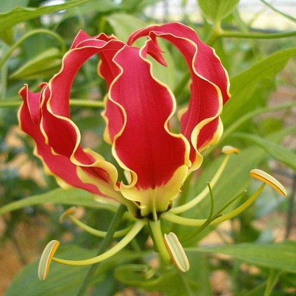 Gloriosa Superba - 0.5 kg Seeds