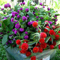 Gomphrena Globe Mixed Color - Flower Seeds