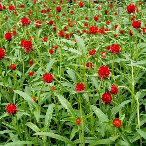 Gomphrena Haageana Strawberry - Flower Seeds