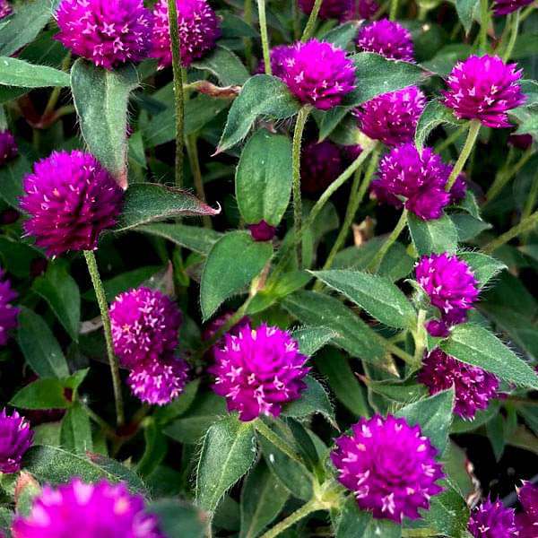 Gomphrena Purple - Desi Flower Seeds