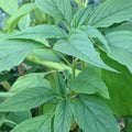 Green Amaranth, Green Cholai - Vegetable Seeds