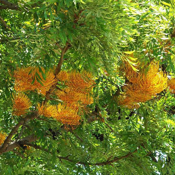 Grevillea Robusta, Silver Oak, Silk Oak - 0.5 kg Seeds