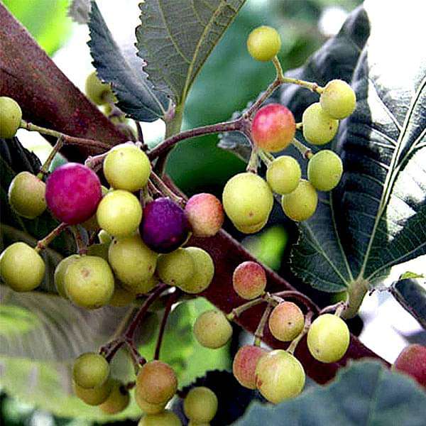 Grewia Asiatica, Phalsa, Falsa - 0.5 kg Seeds