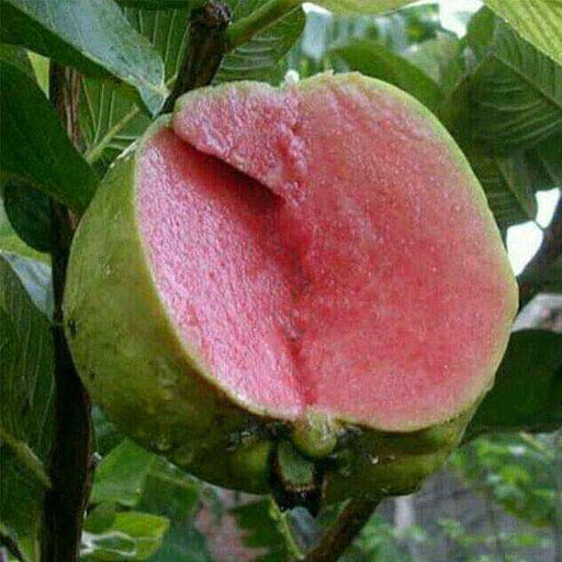 Guava Pink - 10" Grow bag