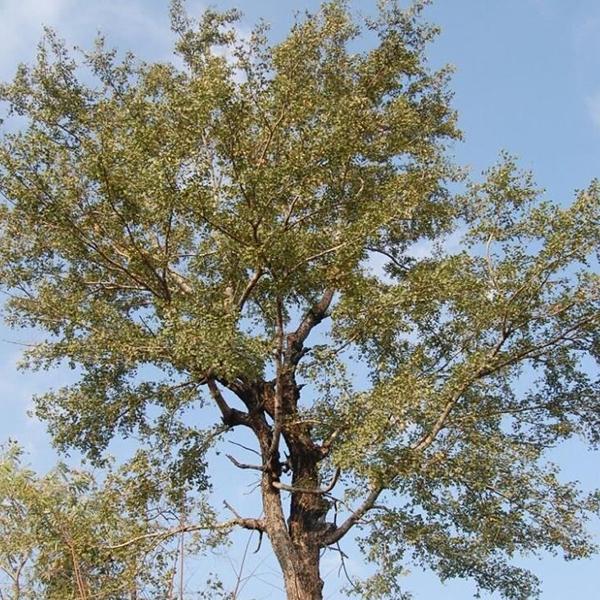 Hardwickia Pinnata - 0.5 kg Seeds