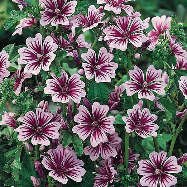 Hollyhock Malva - Flower Seeds