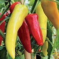 Hot Pepper F1 Hybrid OS-12 - Vegetable Seeds