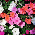 Impatiens Baby Mixed Color - Flower Seeds