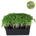Indian Basil Tukmeria - Microgreen Seeds