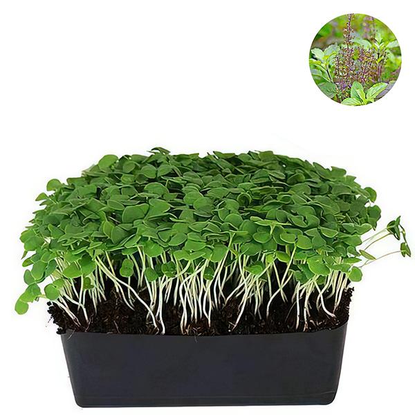 Indian Basil Tukmeria - Microgreen Seeds