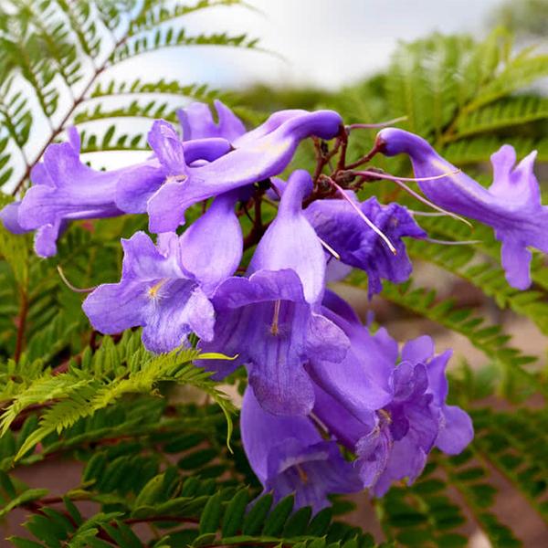 Jacaranda - 10" Grow bag