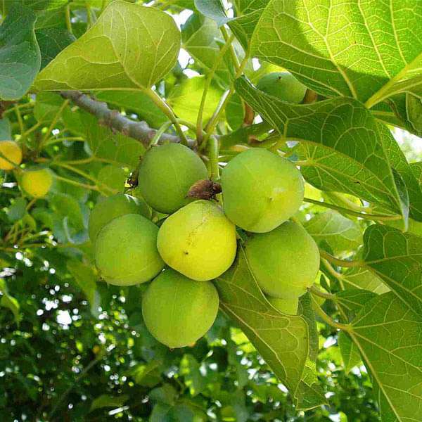 Jatropha Curcas, Barbados Nut - 0.5 kg Seeds