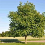 Walnut - 10" Grow bag