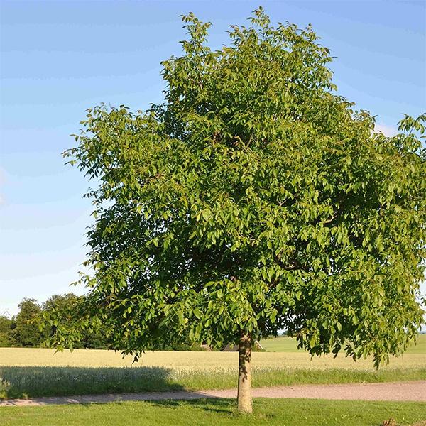 Walnut - 10" Grow bag